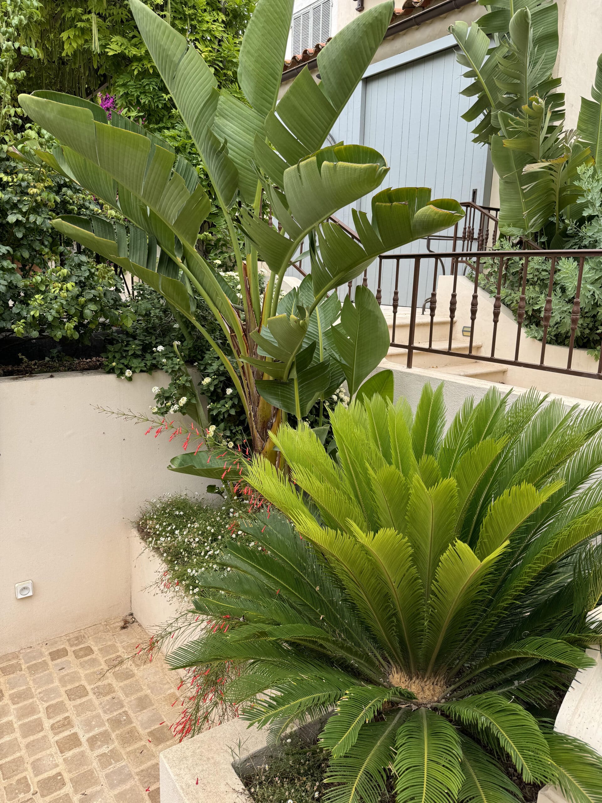 Strelitzia et Cycas revoluta dans un jardin méditerranéen avec escaliers en pierre et plantes tropicales.