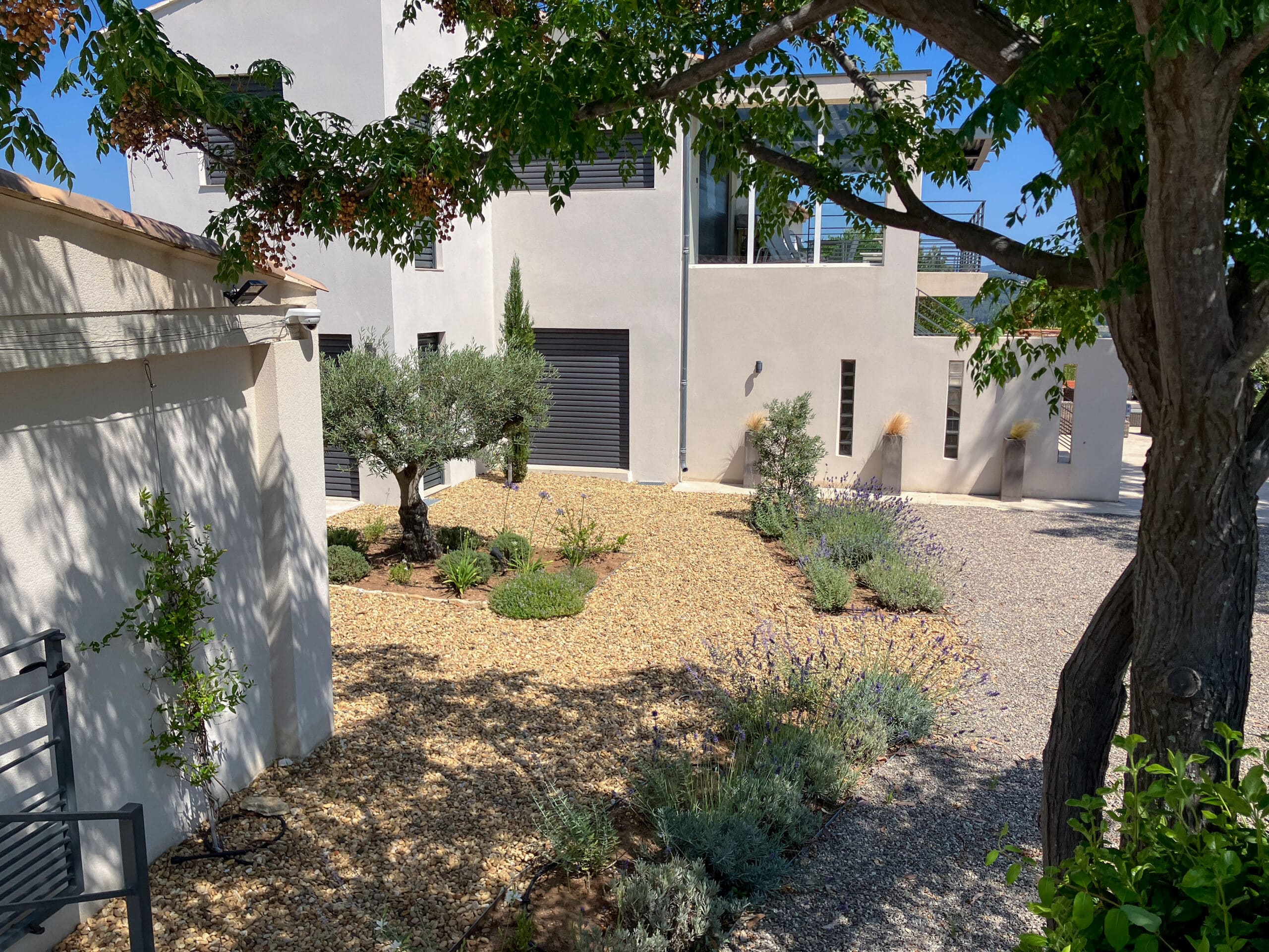 Jardin méditerranéen avec olivier et lavandes devant une maison contemporaine blanche sur lit de gravier beige.
