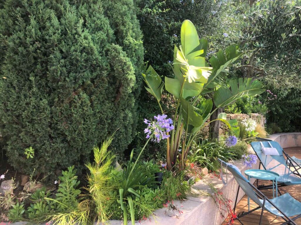 Jardin Méditerranéen avec Strelitzia et Agapanthes Mauves Strelitzia géant et agapanthes mauves dans un jardin méditerranéen avec mobilier de terrasse bleu.